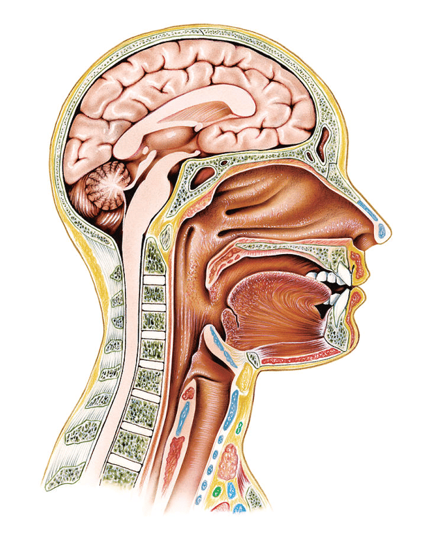Cross-section of the human head showing the upper respiratory tract, from the Asklepios Atlas of the Human Anatomy